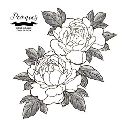 Peony flowers and leaves in japanese tattoo style vector