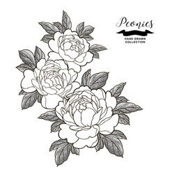 Peony Tattoo sketch dotwork on Behance