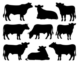 Simmental Cattle Silhouettes Vector Image