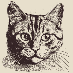 Cat in the style of hand drawn sketch vector