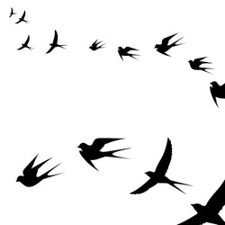 Flying Birds Flock vector