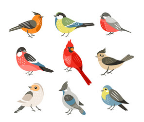 Winter Songbirds Flat Set Vector Image