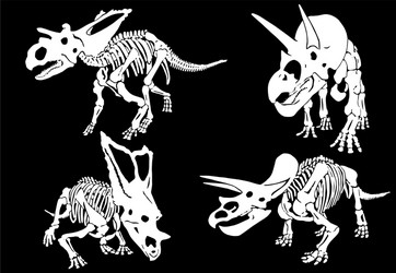 graphical skeletons triceratops on black vector image