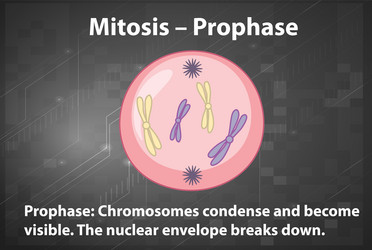 Process of mitosis metaphase with explanations Vector Image