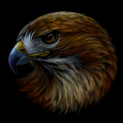 Red Tailed Hawk Vector Images (29)