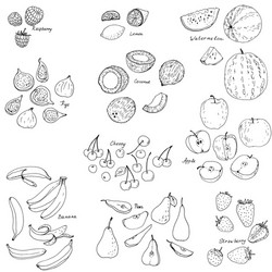 froots and berries set vector