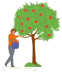 man collects apples from tree in bucket vector