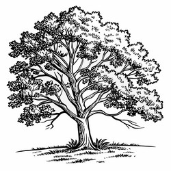 Elegant Maple Tree Line Art vector image