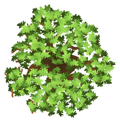 tree from above landscape map top view element vector image