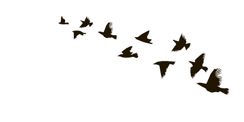 Flying Starlings Silhouette Vector Image