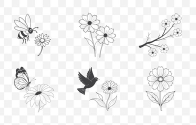 print coreopsis flower line art set elegant Vector Image