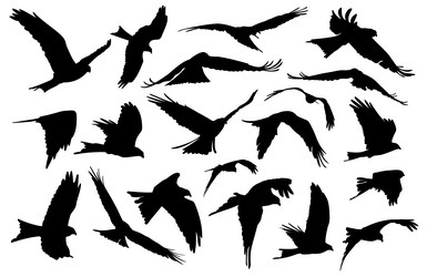 set silhouettes of birds in flight Vector Image