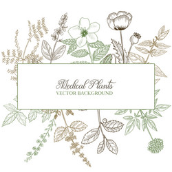 Medicinal Herbal Plants Vector Image