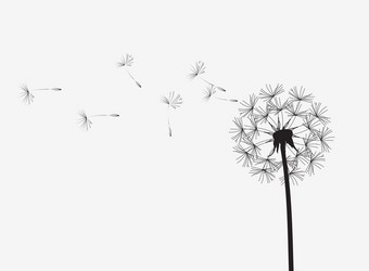 abstract background of a dandelion for design vector image
