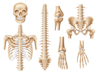 Human Spine Anatomy - Front & Side View Vector Image