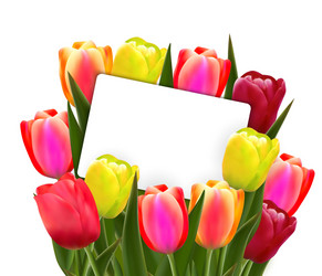 red and yellow tulips vector