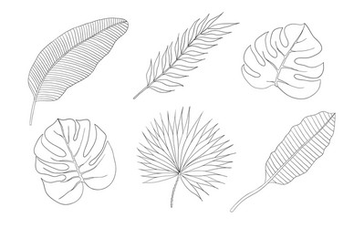 Palm Leaves Tropical Art Vector Image