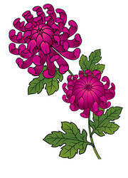 Elegant Chrysanthemum Flower Art Vector Image