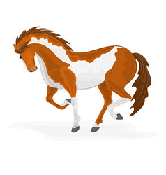 Elegant Piebald Horse vector
