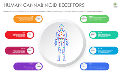 Cannabinoid Receptor System vector image