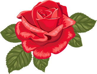 red rose on a white background color Vector Image