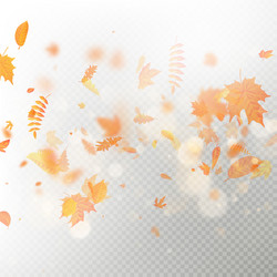 effect of autumn falling leaves layer with shallow vector image