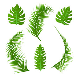 Tropical Palm Leaf Set Vector Image