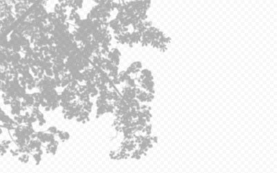 shadow overlay from a tree branch isolated vector image