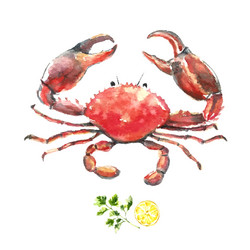 Watercolor Crab Illustration Vector Image