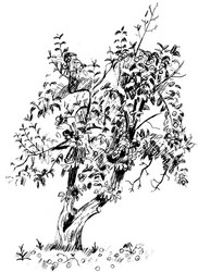 image of pear tree with branches and fruits vector image