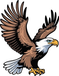 Soaring Bald Eagle Royalty Free Vector Image - VectorStock