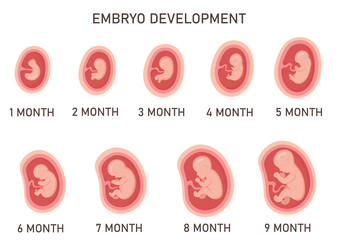 human embryo development nine month stages medical vector