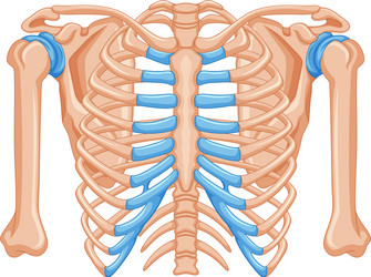 Shoulder Vector Images (over 25,000)