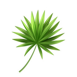 3d tropical palm leaf exotic vacation vector