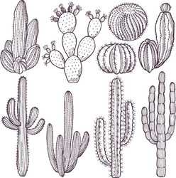 Hand drawn wild cacti plants pattern Royalty Free Vector