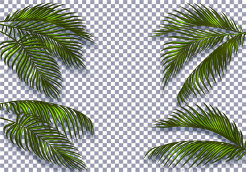 Dark Green Palm Leaves with Shadow Vector Image