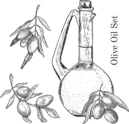 Ink hand drawn olive oil set vector