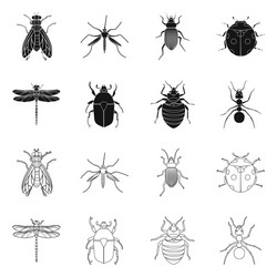 Isolated object of insect and fly symbol set vector