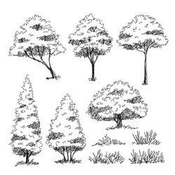 tree sketch hand drawn architect vector image