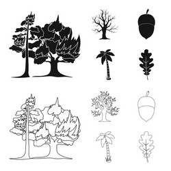 Burning tree palm acorn dry treeforest set vector