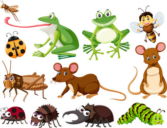 Colorful Insect and Animal Collection Vector Image