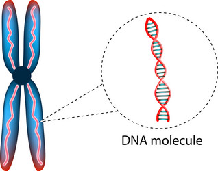 Structure of cell from gene to dna and chromosome Vector Image