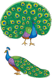 Peacock Cartoon Vector Images (over 2,400) Peacock Cartoon Vector Images (over 2,400)