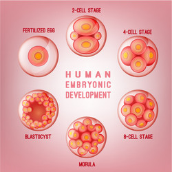 Human Embryo Development Stages Royalty Free Vector Image