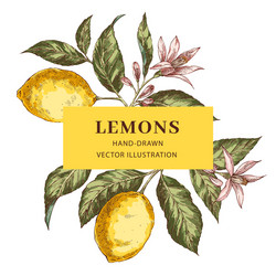 Lemon hand drawn circle frame with copy space Vector Image
