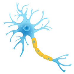 Sensory neuron motor neuron and interneuron Vector Image