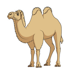Bactrian Camel in Color vector image