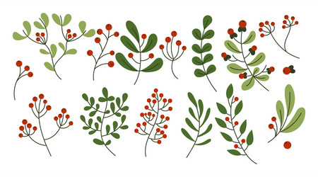 Holly Berry Festive Branches Vector Image