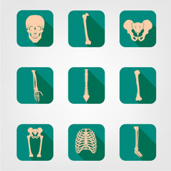 Human skeleton bones Royalty Free Vector Image