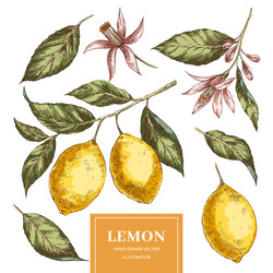 Lemon hand drawn circle frame with copy space Vector Image